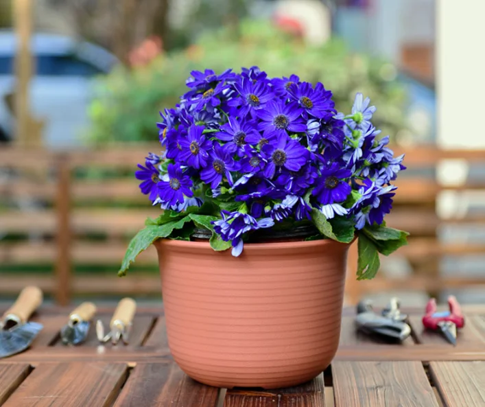 
Plant Flower Pot Home Style Cheap Indoor Garden Wholesale Stand Planters & Plant Flower Pot 
