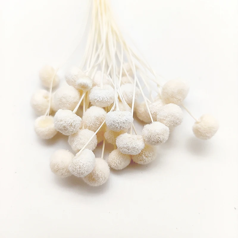 low price wildly used decorative dried flowers wholesale uk mini real tiny natural button flower dried flowers for decoration