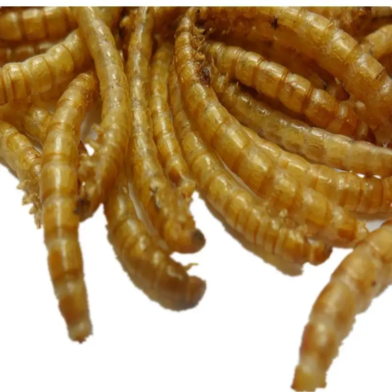Aquaculture Material Dried Insect Protein Mealworm Wholesale Dried Yellow Mealworms Pet Food Bird Food Feed Hamster Snacks
