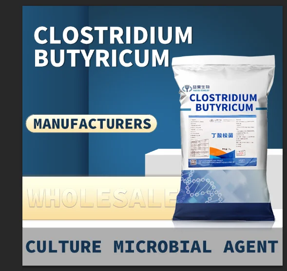 Высококачественная кормовая добавка Clostridium Butyricum пробиотики для слоистой курицы
