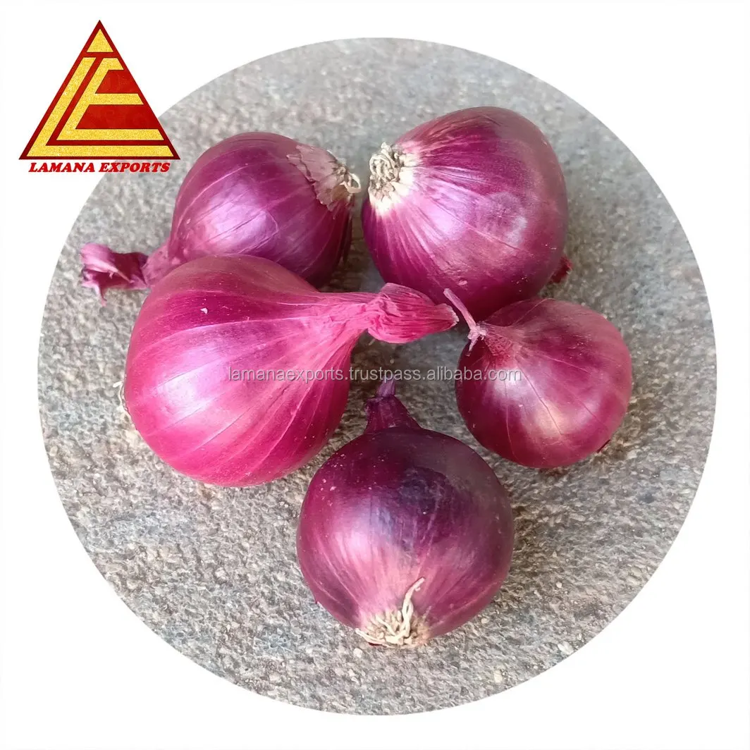 Bangalore Rose Onion 30mm up for Malaysia