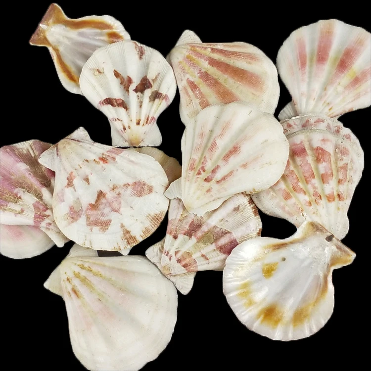 Wholesale Seashells Factory Price for DIY Natural Sea Shells Crafts  !!