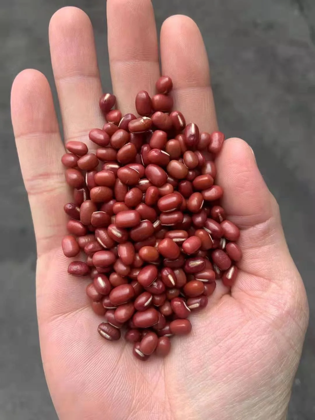 Оптовая продажа, красные бобы для сахара без ГМО, красные бобы adzuki, китайские экспортные красные фасоли, Лучшая цена