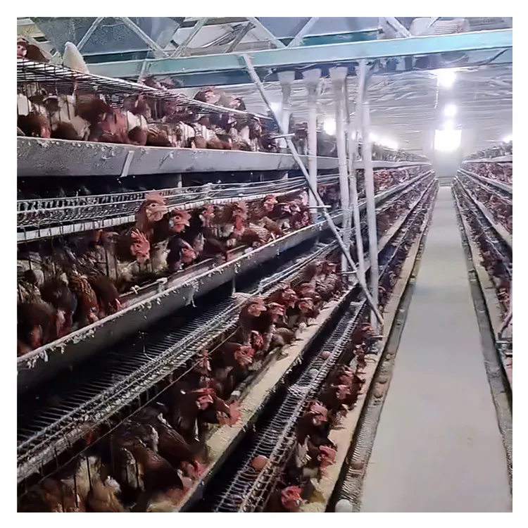 Mesh Chicken Egg Layer Cages New Multifunctional Provided Poultry Farming Chicken Batteries Chicken Coop & Used Steel 2.5-4.0 Mm