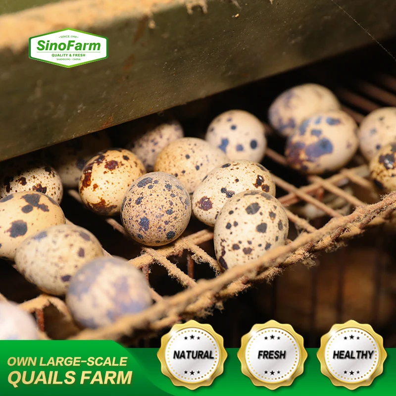 Shandong Sino Farm factory supply Weight of 425g 850g 3kg salted canned boiled quail eggs in brine water export for sale