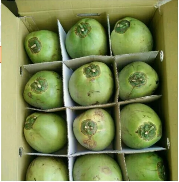
FRESH YOUNG COCONUT- WHOLE TENDER COCONUT 