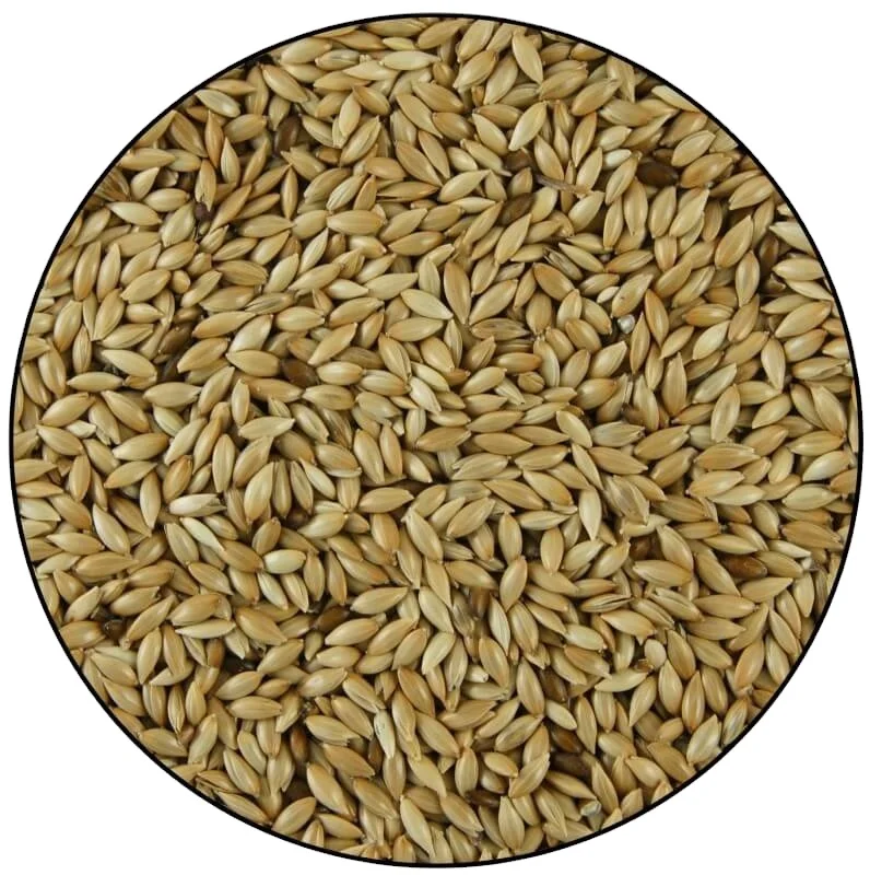 Birds Food Canary Seed Wholesale / Canary Bird Seeds for Sale Buy Bulk / Processed Natural Birds Food AA Grade