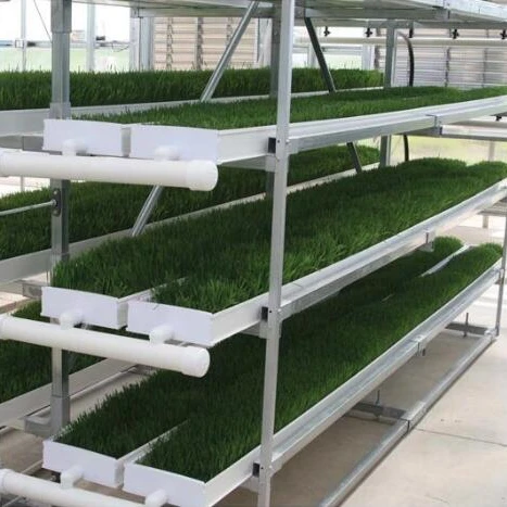 G&N Agriclulture Farming Fodder Tray Hydroponic Fodder System for Grass Microgreens