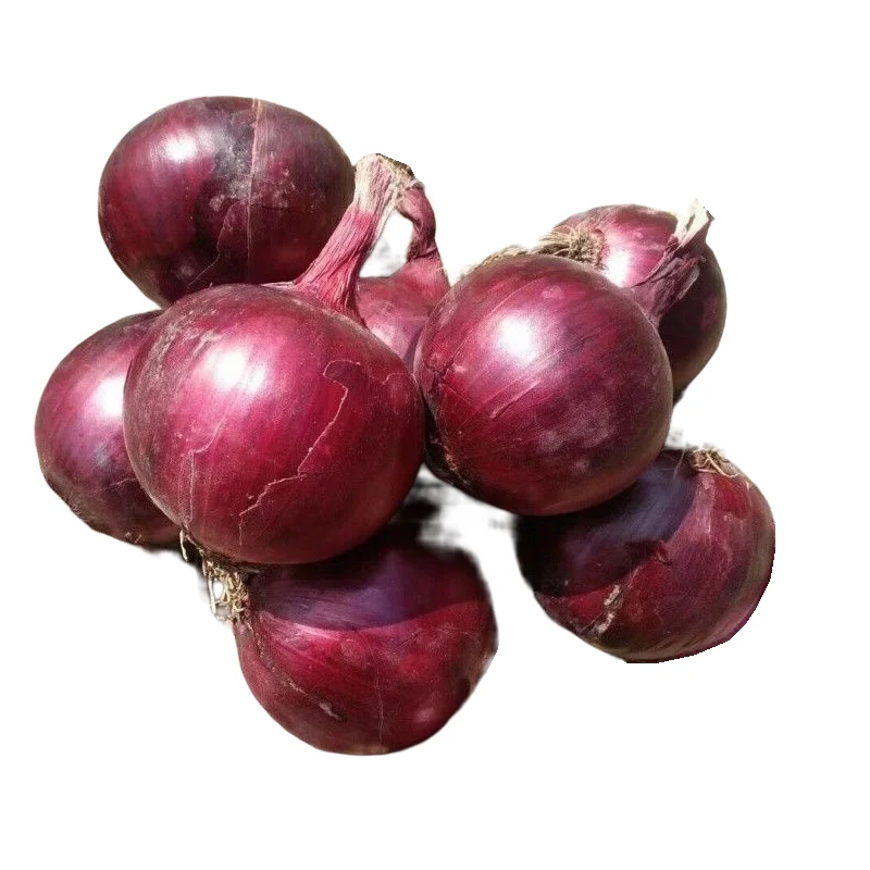 best quality fresh onion price per 1kg