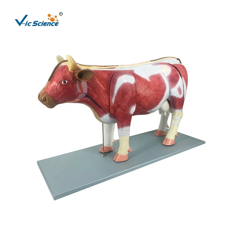anatomical models for medical teaching bovine anatomy model animal anatomical model