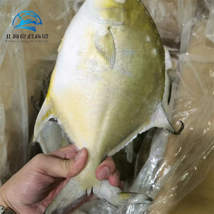 Chinese low price high quality delicious seafood frozen whole live Golden Pomfret fish for sale