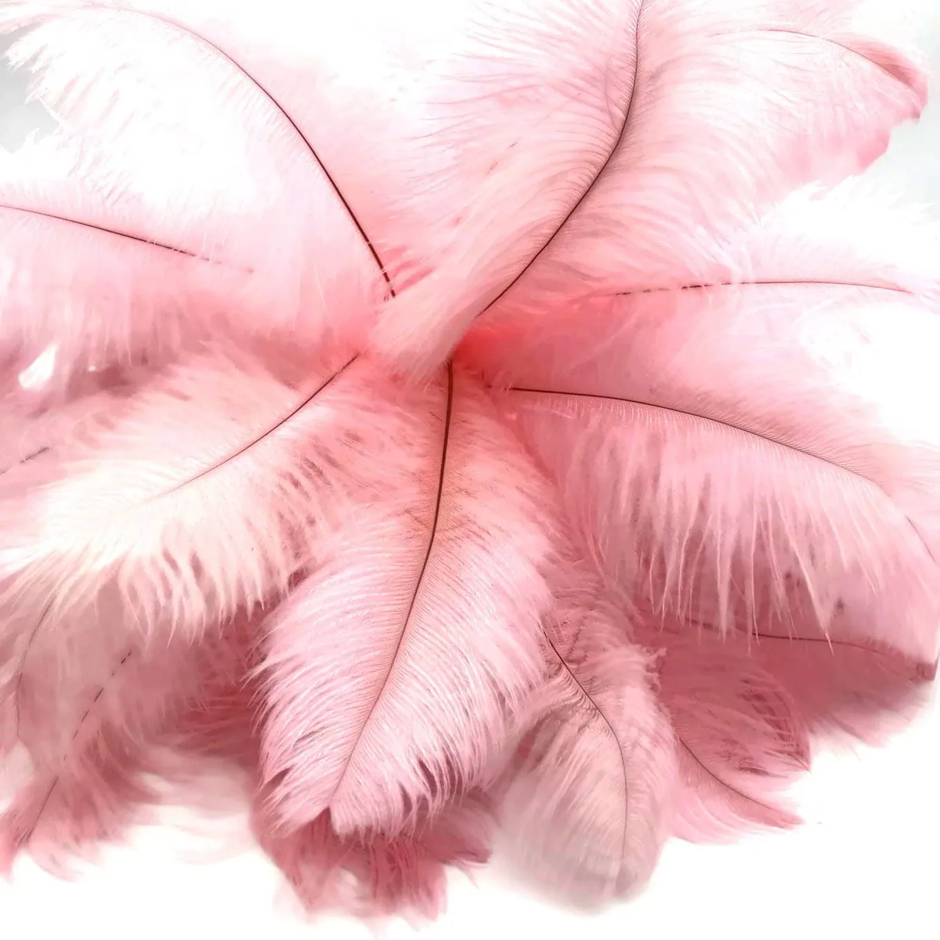 Wholesale Ostrich Feathers Hot-selling Gorgeous Natural Ostrich Feather For Diy Clothes Decorations Ostrich Feather