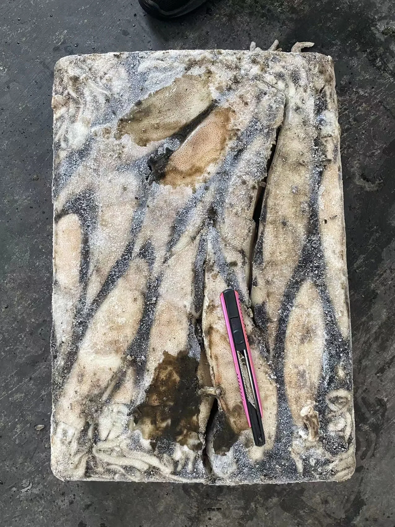 Argentina squid / frozen squid / frozen Illex Squid