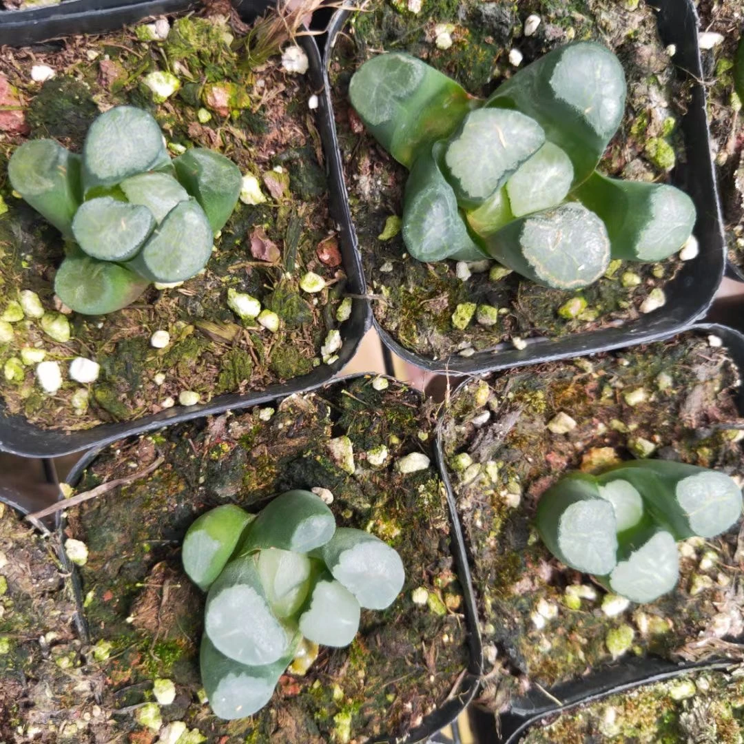 3-5cm Live Plant Haworthia truncata Okagami Decor for Nursery Real Natural Indoor Outdoor Plants