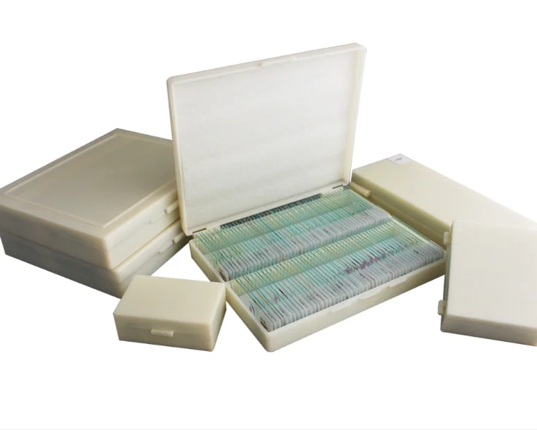 Bacillus subtilis smear microscope prepared slides