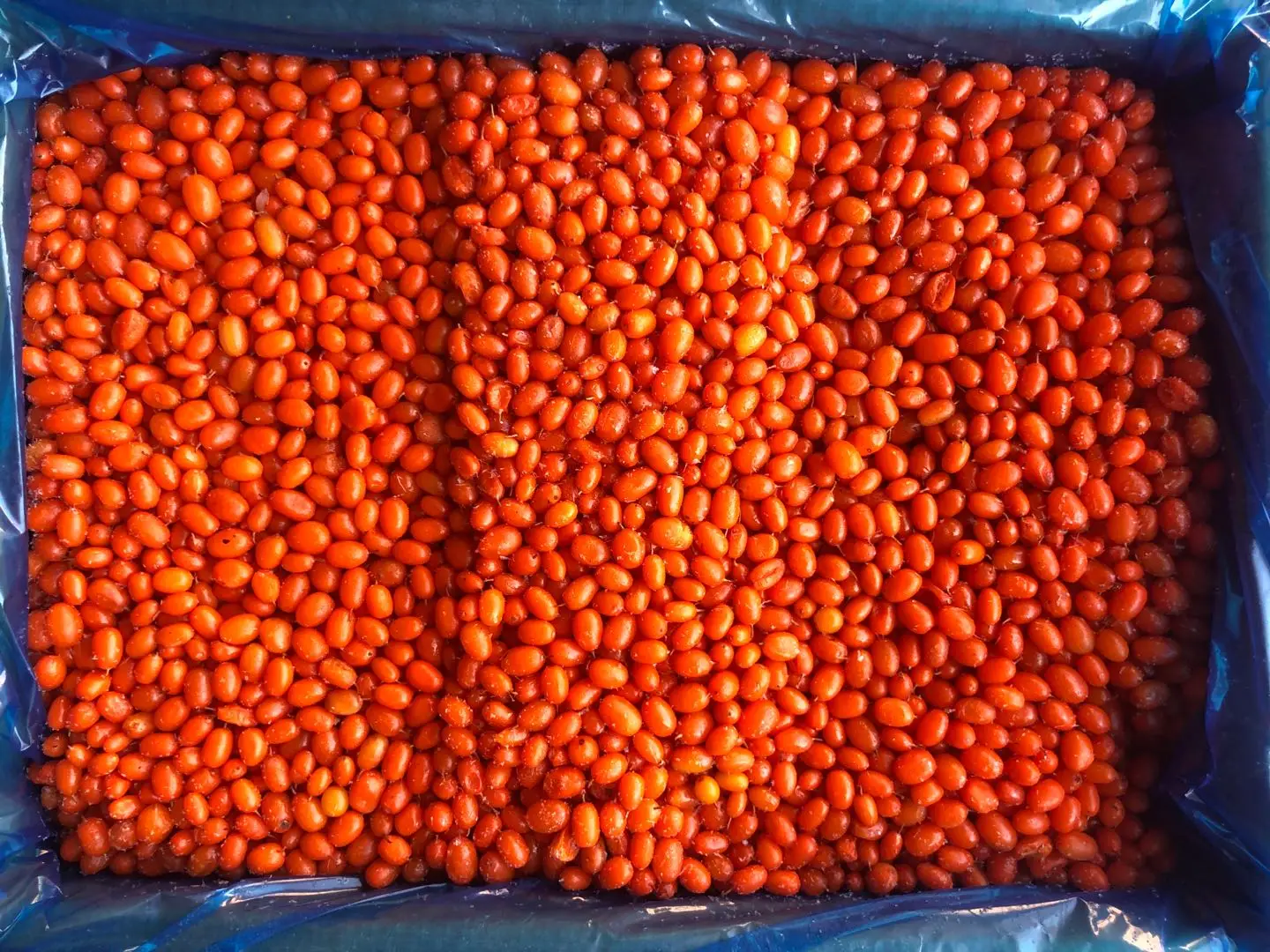 IQF fresh frozen wild sea buckthorn first class sea-buckthorn lingonberry raspberry, blueberry mixed berries