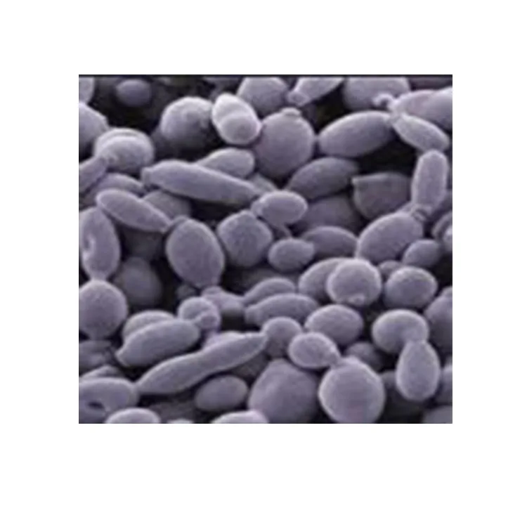 
Hot Selling USP OEM HACCP Lactobacillus fermentum Certified Probiotic 50 billion products 