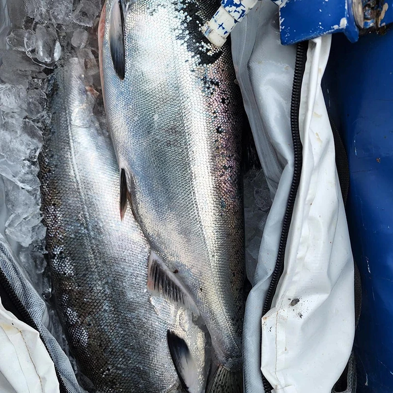 Insulated Large Fish Kill Bag Fish Cooler Portable Tuna Bag Waterproof Fish Bag Keep Ice-Cold and Fresh over 48H