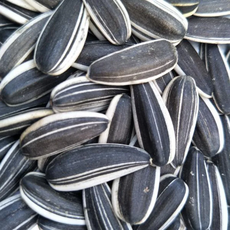 Quality 363 Sunflower Seeds Sunflower Seed Supplier Fresh Sunflower Seeds Customizable Size