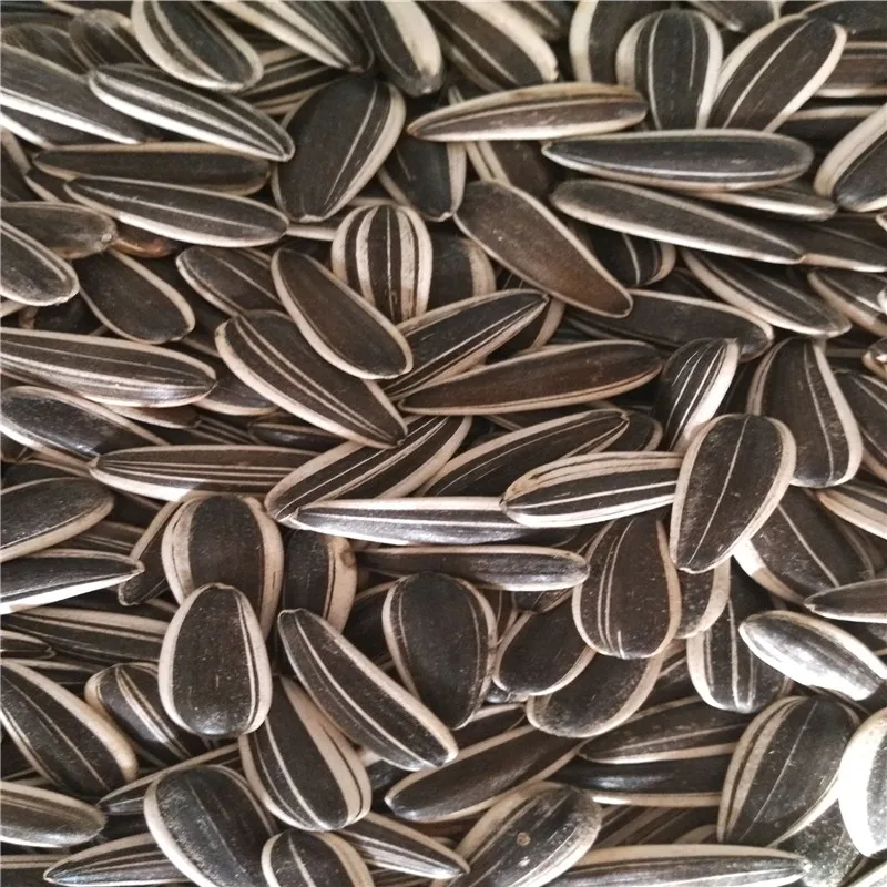 Factory price high quality wholesale nutritious agricultural sunflower seeds sweet