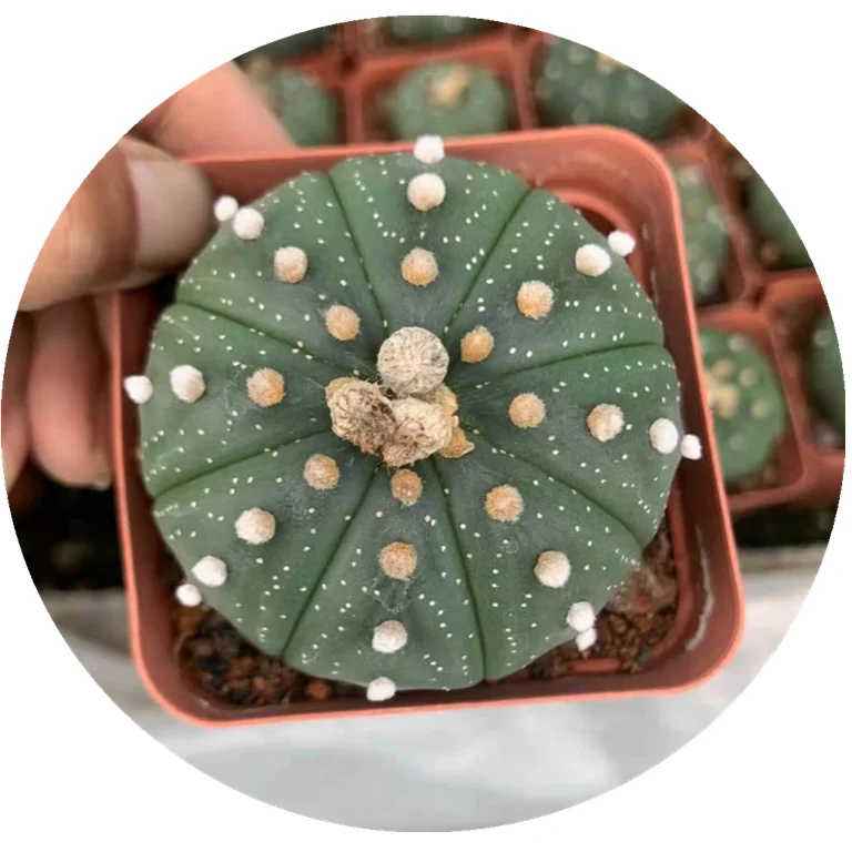 
Big star pocket cactus blossomed on the ground. Super cute prickly cactus 5-6cm 