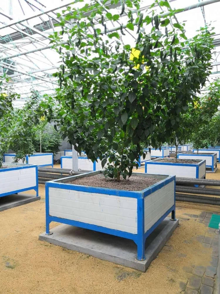 
Good price Commercial Galvanized Steel Frame Glass Greenhouse with Automatic Hydroponic Irrigation Growing System 