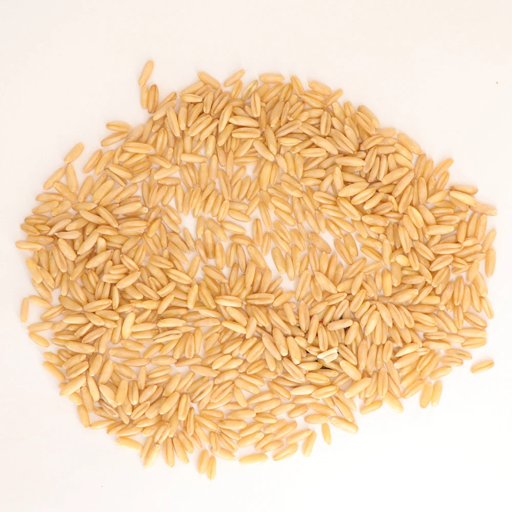 China Origin Oat Nihewan High Quality Groats Grain Oats
