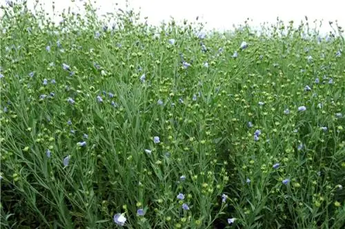 Wholesale Best Selling Pure Natural Flax Seeds