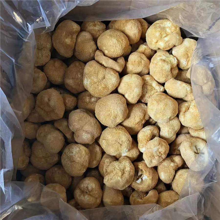 Wholesale lion mane mushroom High Quality Hedgehog Fungus Certified organic Hericium Erinaceus Mushrooms for lions mane capsules