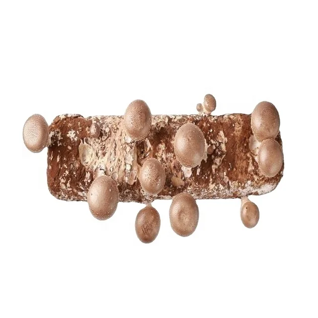 Qihe высокое качество легковырабатываемые грибы с высокой урожайностью shiitake.