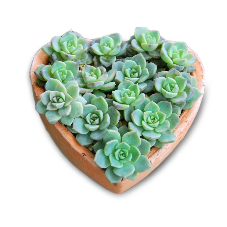 
Heart shaped terracotta planters wholesale 