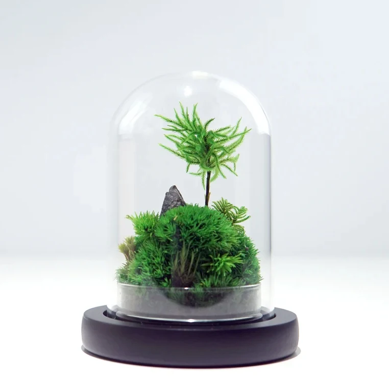 Wholesales Preserved Artificial Stabilized Reindeer Moss In Clear Glass Dome Natural Decor