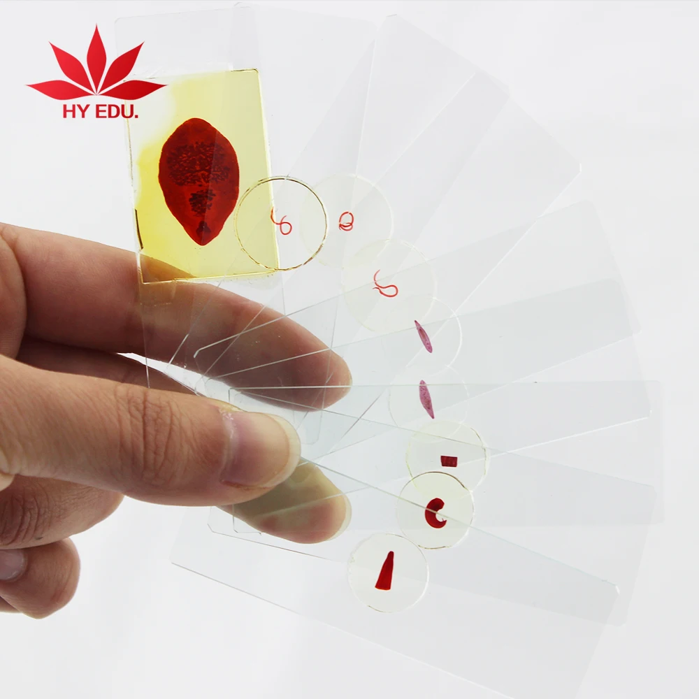 
42 pcs Medical parasitological parasites microscopic slides 