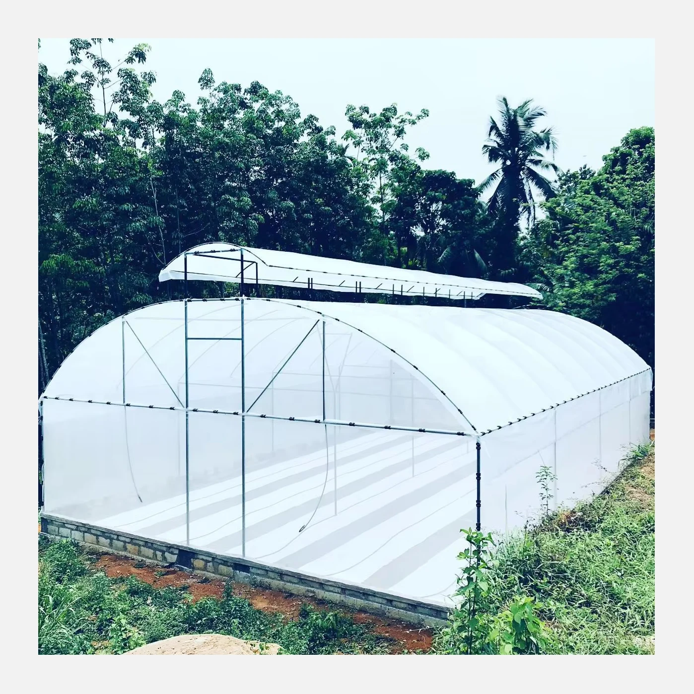 Low Cost Plastic Tunnel Top Ventilation PE Film Single-span Ventilated Greenhouses Frame