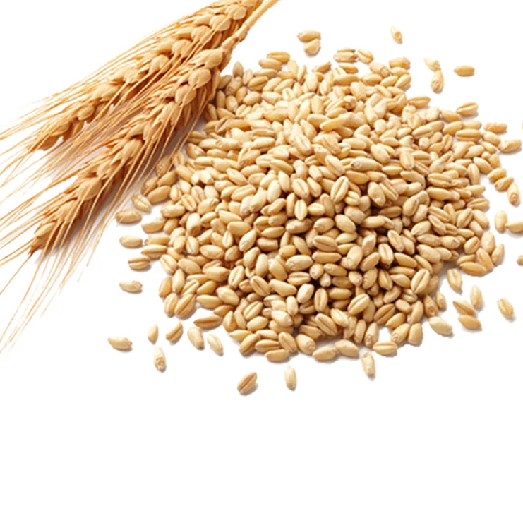 Best Quality Fresh Wheat Grain for Animal and Human Feeding