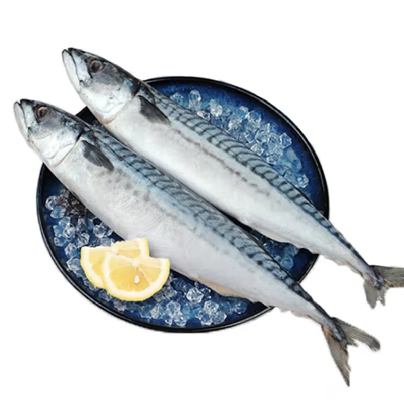 High quality New Season scomber japonicus pacific mackerel iqf whole all pacific mackerel suppliers in china