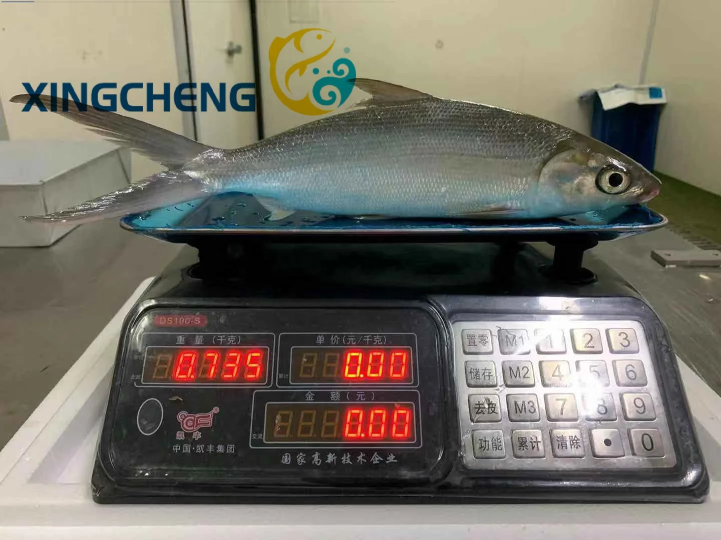 Frozen Milk Fish Whole Round