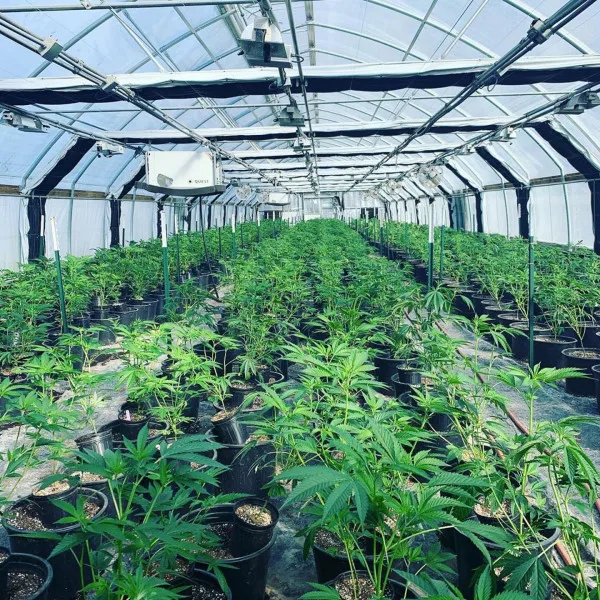 Commercial Customized Blackout Single Tunnel House 100% Light Deprivation Automated Film Multi-Span Greenhouse for Mushroom Herb