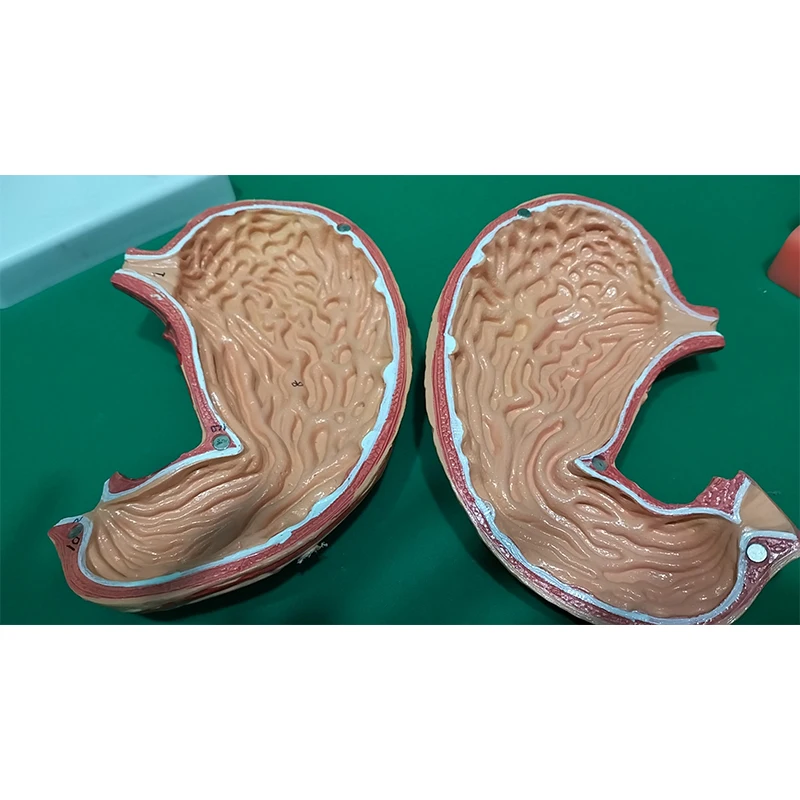 Human Skeletal Anatomy Stomach Model