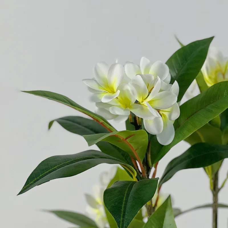 Tropical plants potted Frangipani tree for hotel decoration bonsai plumeria tree