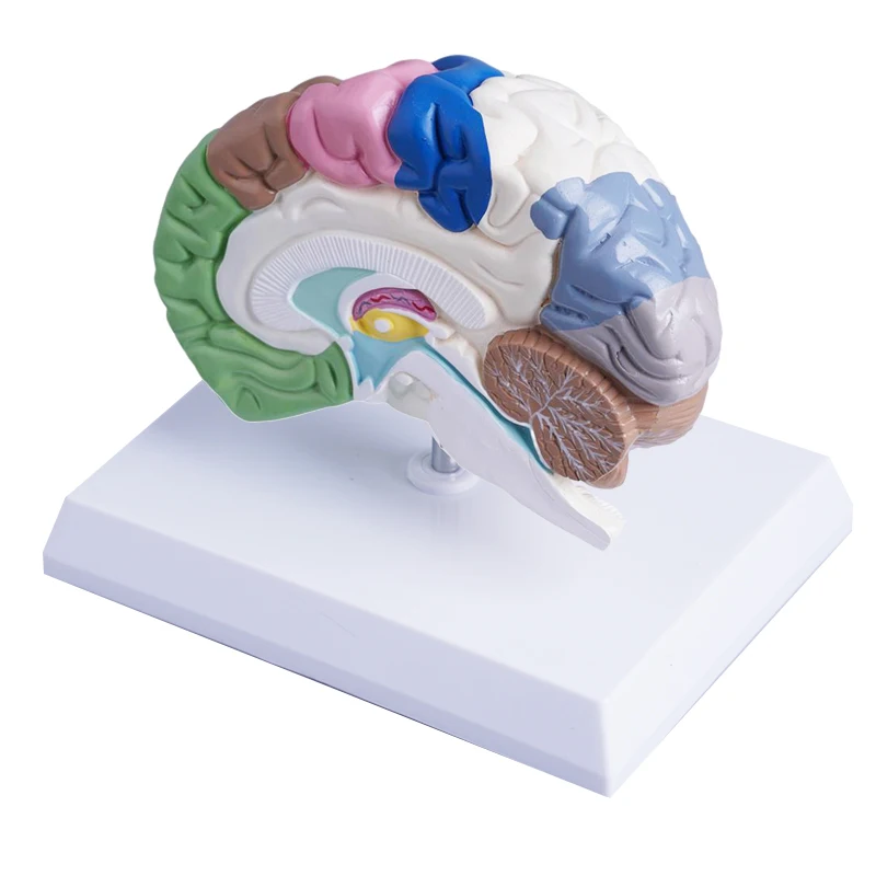 human skeleton Anatomical model Medical gift display of human body color right hemisphere functional area brain model