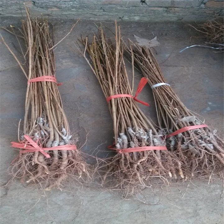 High quality woody plants Apricot fruit trees seedling live plants tree