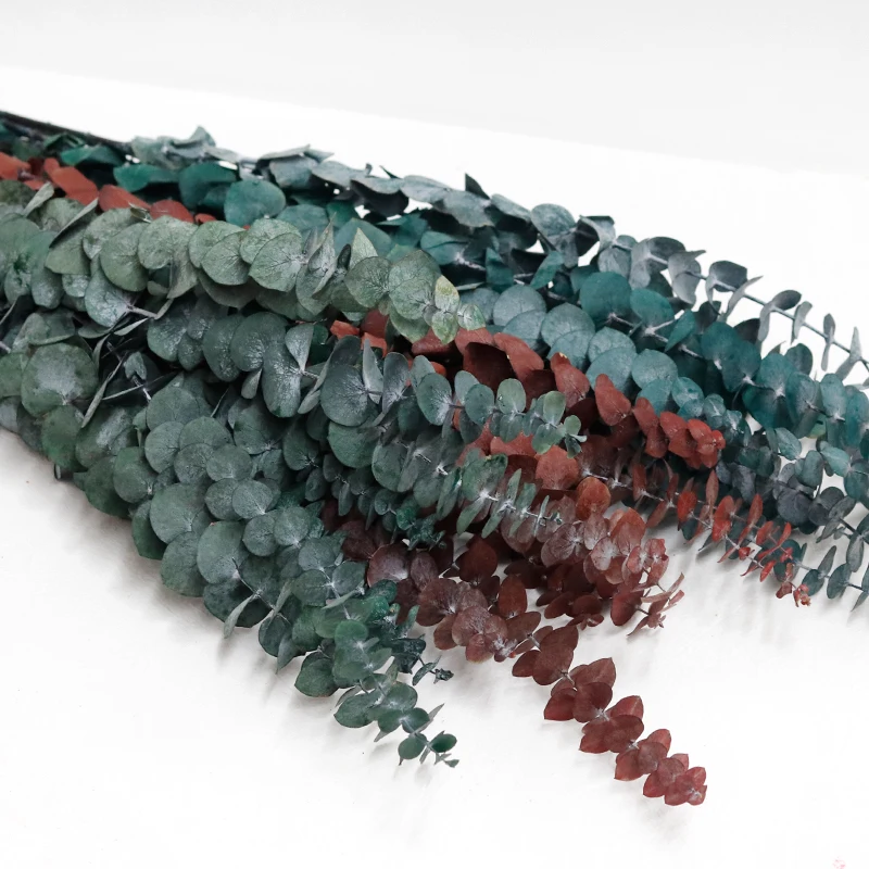 GH-065 Real Touch Natural Preserved Dried Branches Copper Coin Eucalyptus Leaves Baby