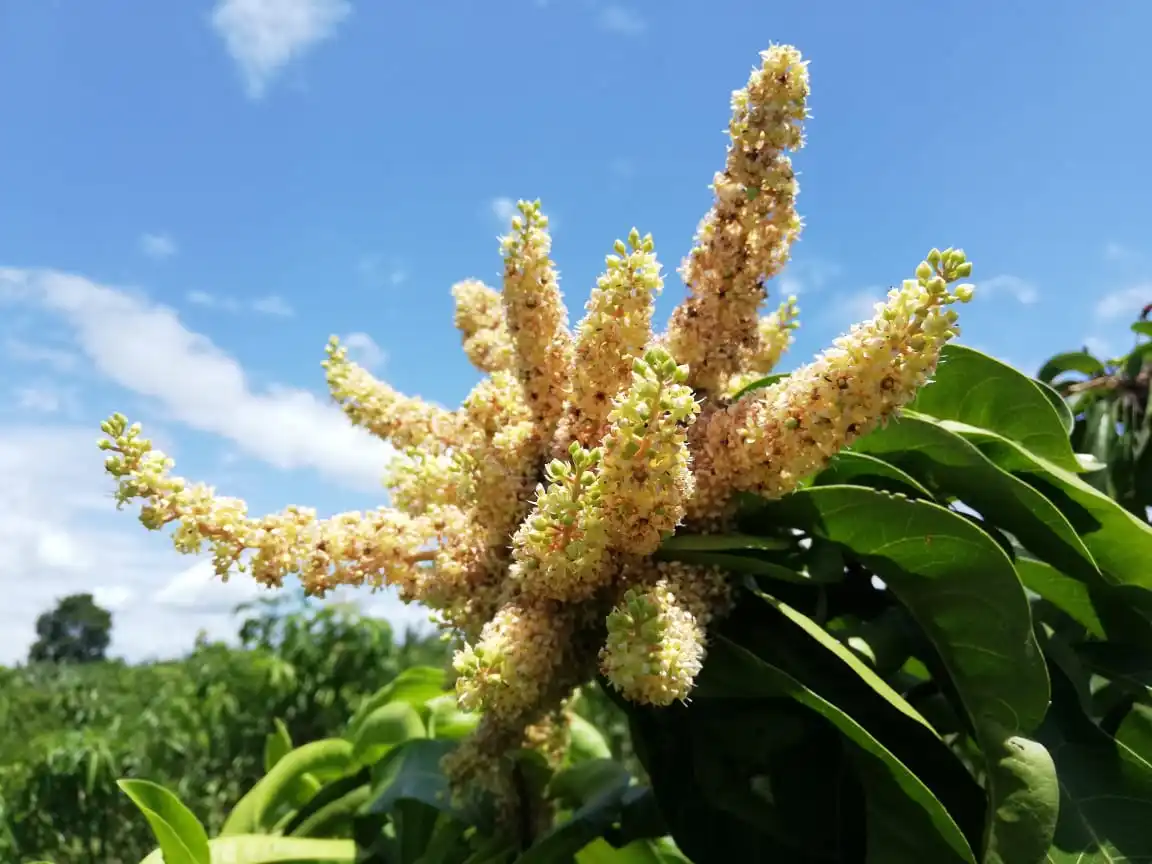 Sweet Yellow Mango Fresh Fruits With HIgh Quality Good Price TEJC For Wholesale From Srilanka
