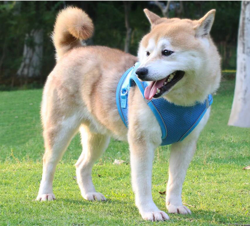 
New Product Soft Mesh Head-in Small Dog Harness with Breathable Mesh 