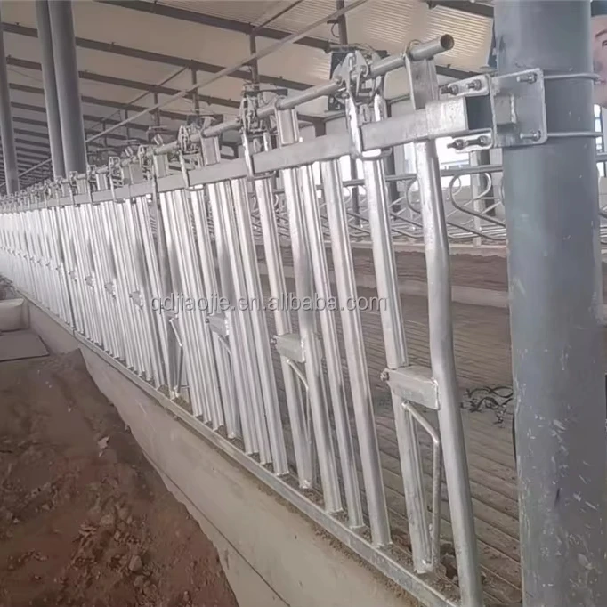 Cattle and Cow Headlock For farm Headlocks Feeder trough Farm Management Equipment