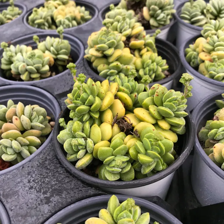 
2020 new style live succulents plants suppliers provide where to buy korean succulents 