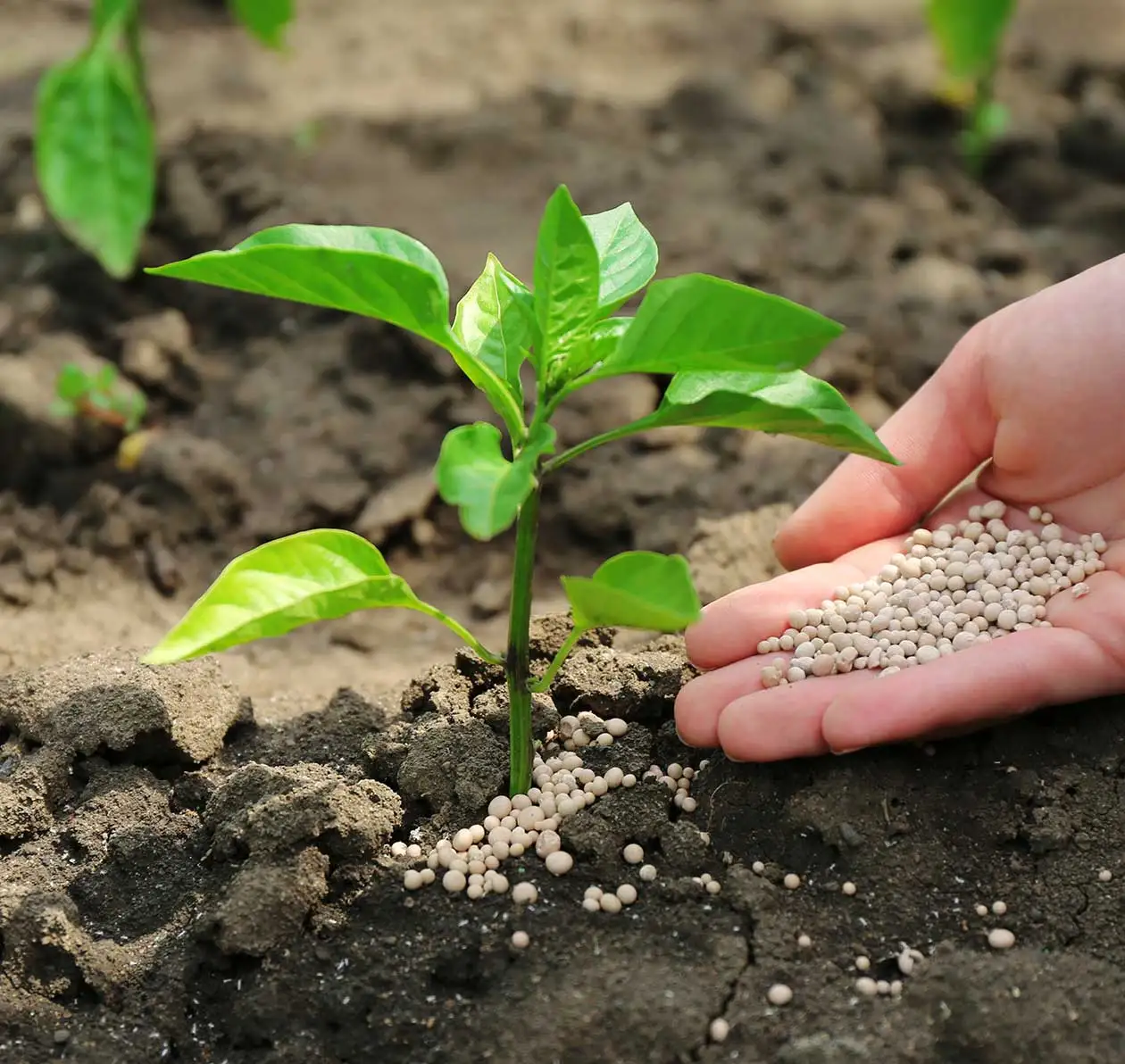 Diammonium Hydrogen Phosphate DAP Industrial Grade and Food Grade CAS No 7783-28-0