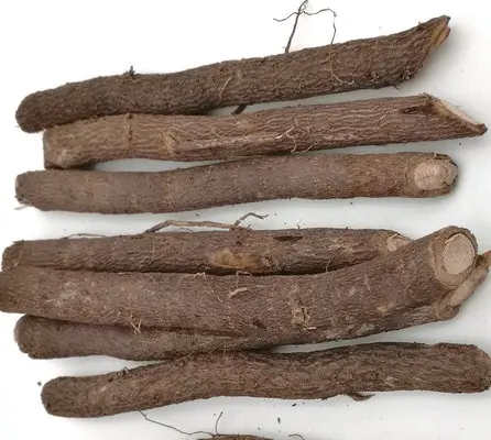 
 Чистые корни paulownia Z07  