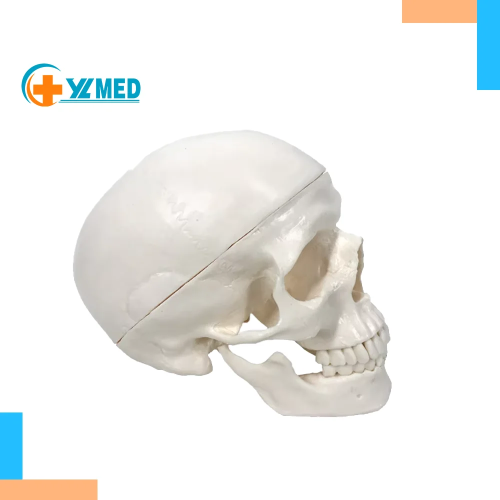 Hot Sale PVC Miniature Anatomical Skull Model for Medical Training for Nurse Education and Medical Science Teaching in Schools